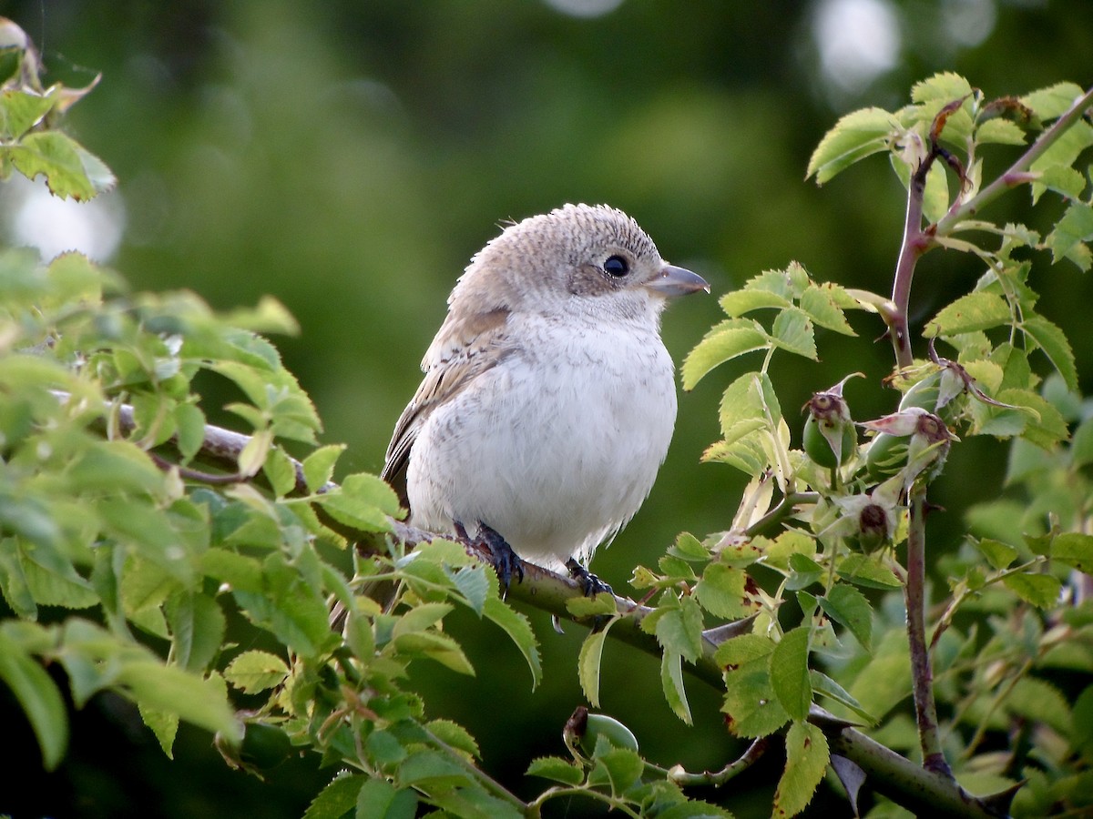 Woodchat Shrike - ML616974578