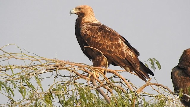 Águila Imperial Oriental - ML616974599