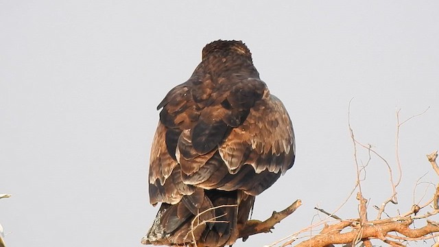 Steppe Eagle - ML616974609