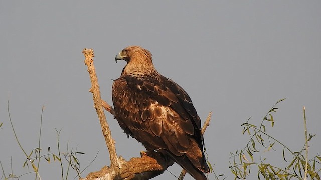 Águila Imperial Oriental - ML616974621