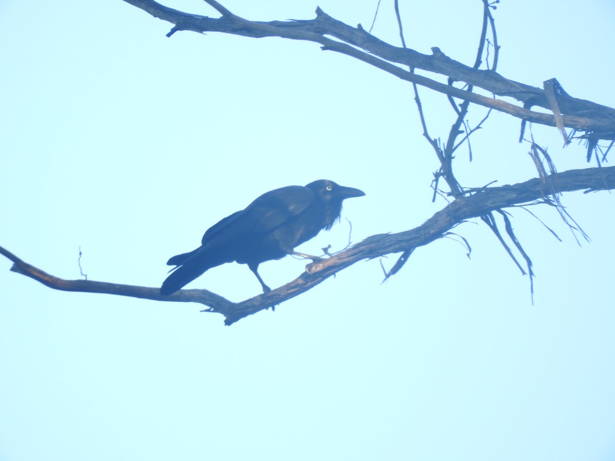 Australian Raven - Archer Callaway