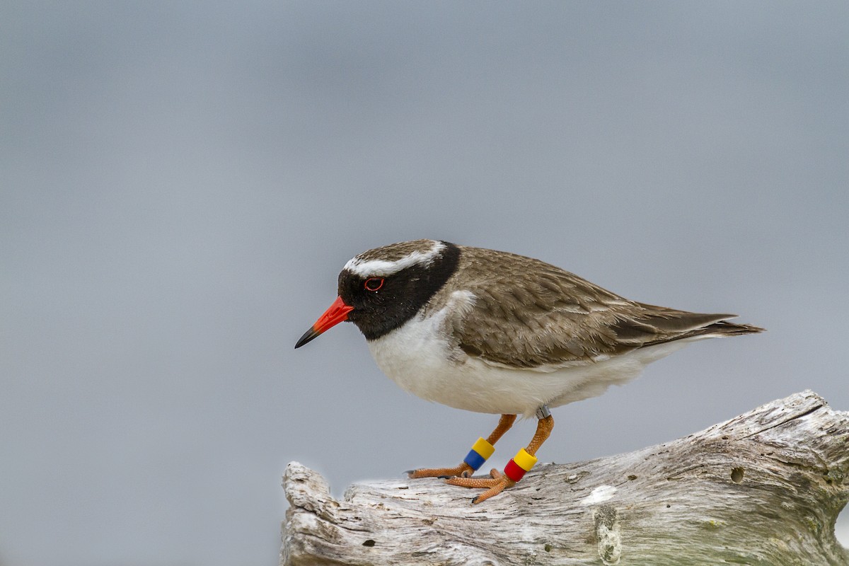 Shore Plover - ML616974640