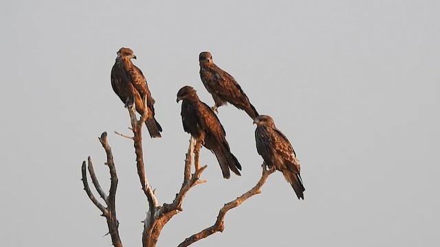 Black Kite (Black-eared) - ML616974663