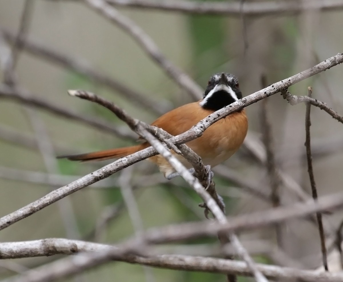 White-whiskered Spinetail - ML616974672