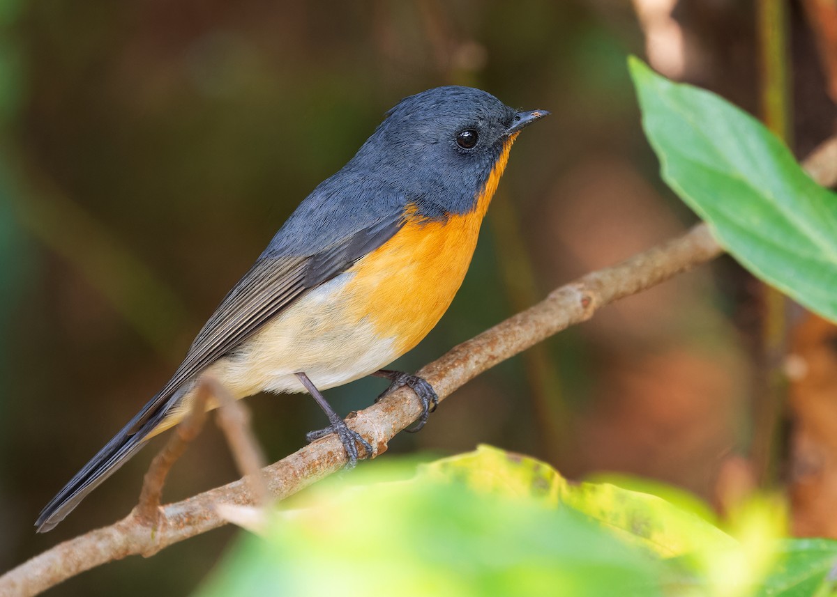 Slaty-backed Flycatcher - Ayuwat Jearwattanakanok