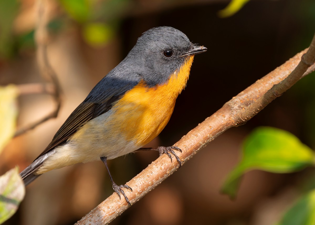 Slaty-backed Flycatcher - Ayuwat Jearwattanakanok