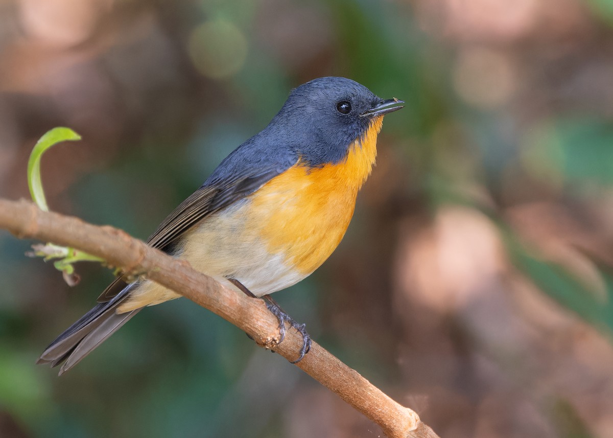 Slaty-backed Flycatcher - Ayuwat Jearwattanakanok