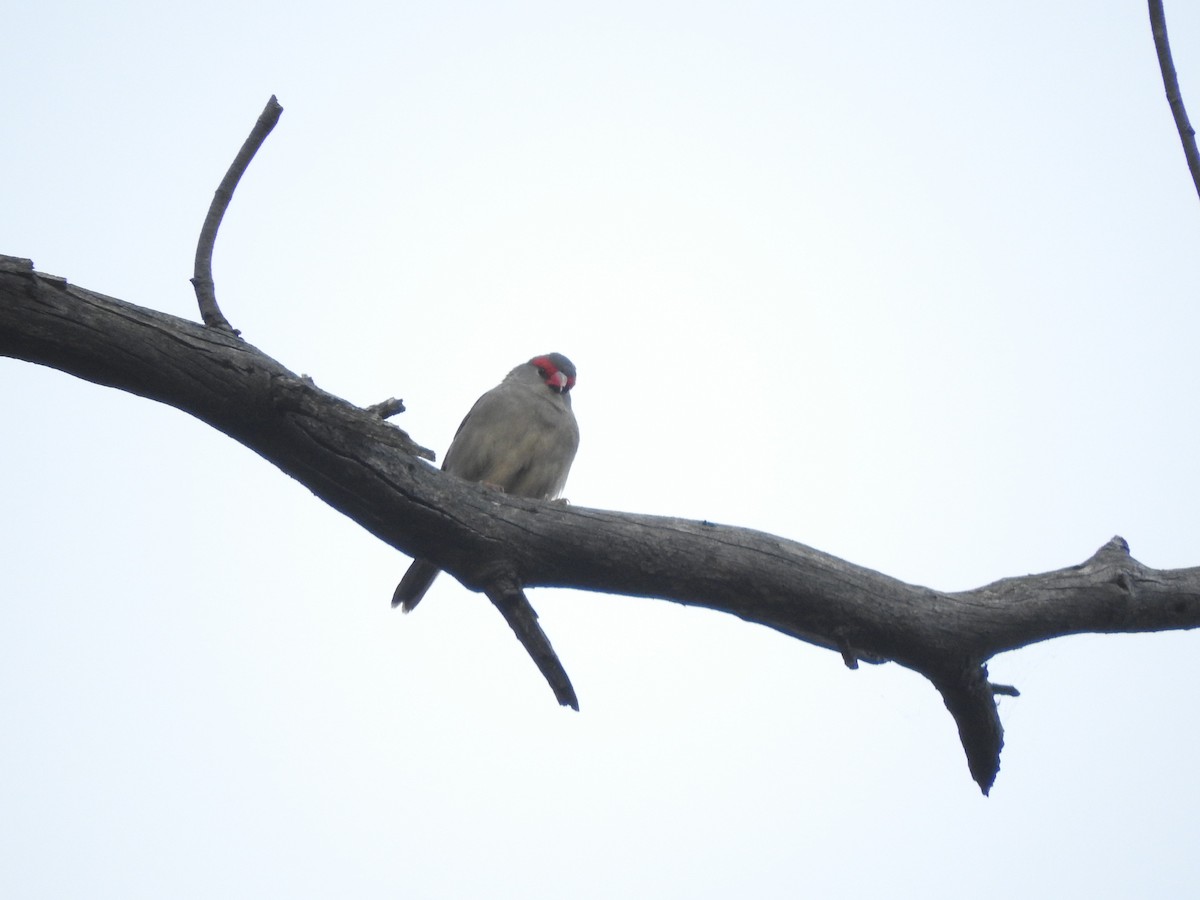 Red-browed Firetail - ML616974722