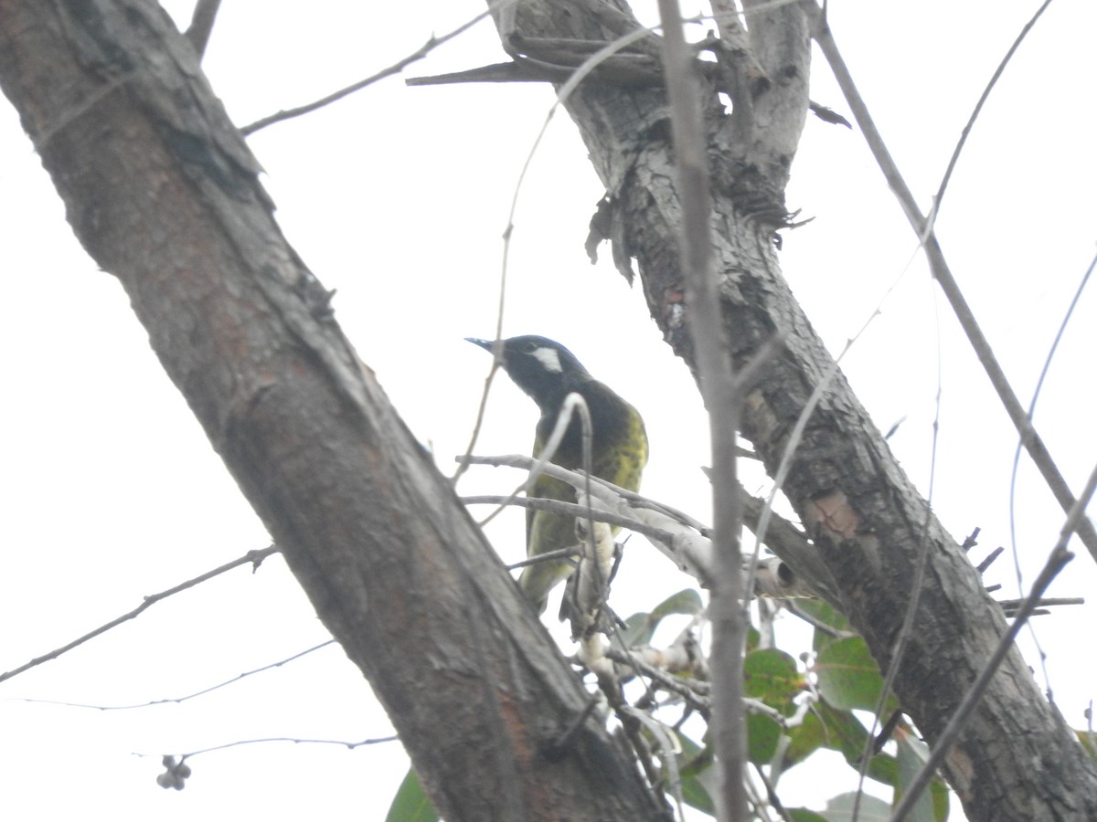 White-eared Honeyeater - ML616974726