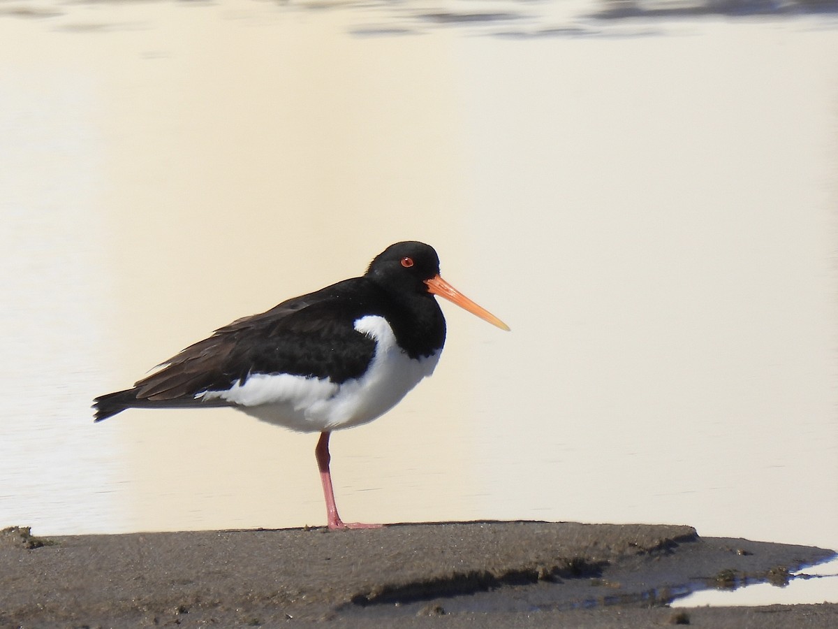 Eurasian Oystercatcher - ML616974742
