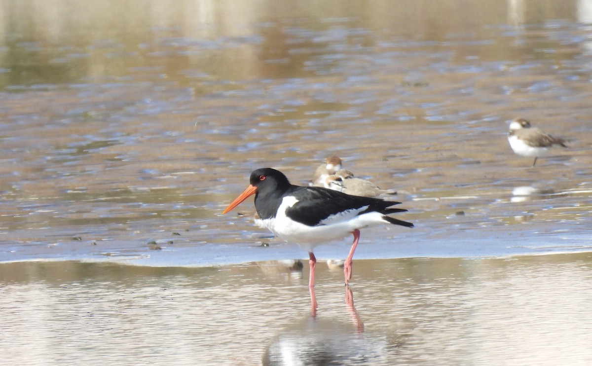 Eurasian Oystercatcher - ML616974743