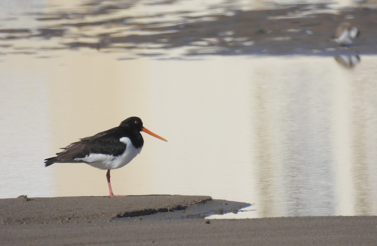 Eurasian Oystercatcher - ML616974744