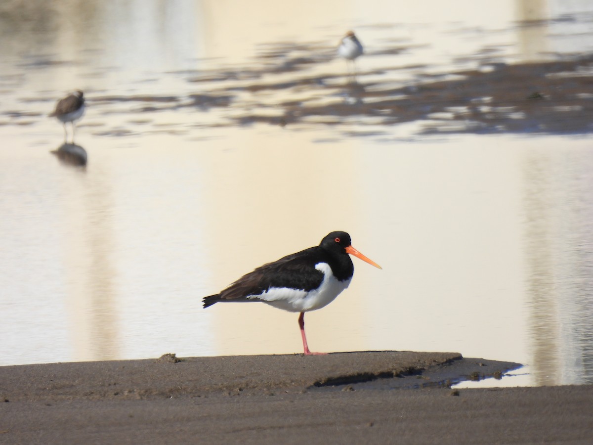 Eurasian Oystercatcher - ML616974747