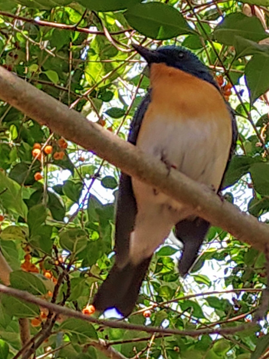 Tickell's Blue Flycatcher - Mitul and Vijul Singh