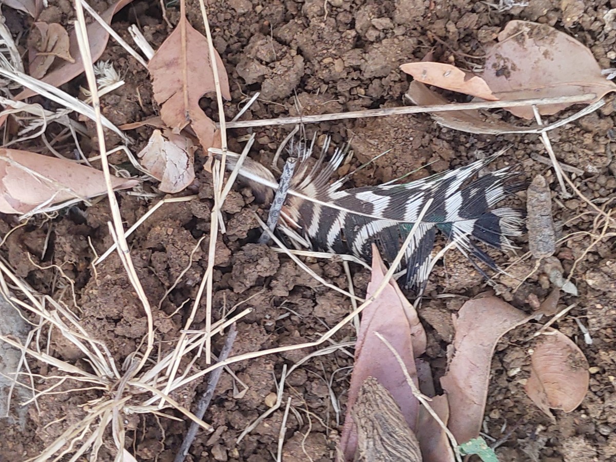 Eurasian Hoopoe - ML616974772