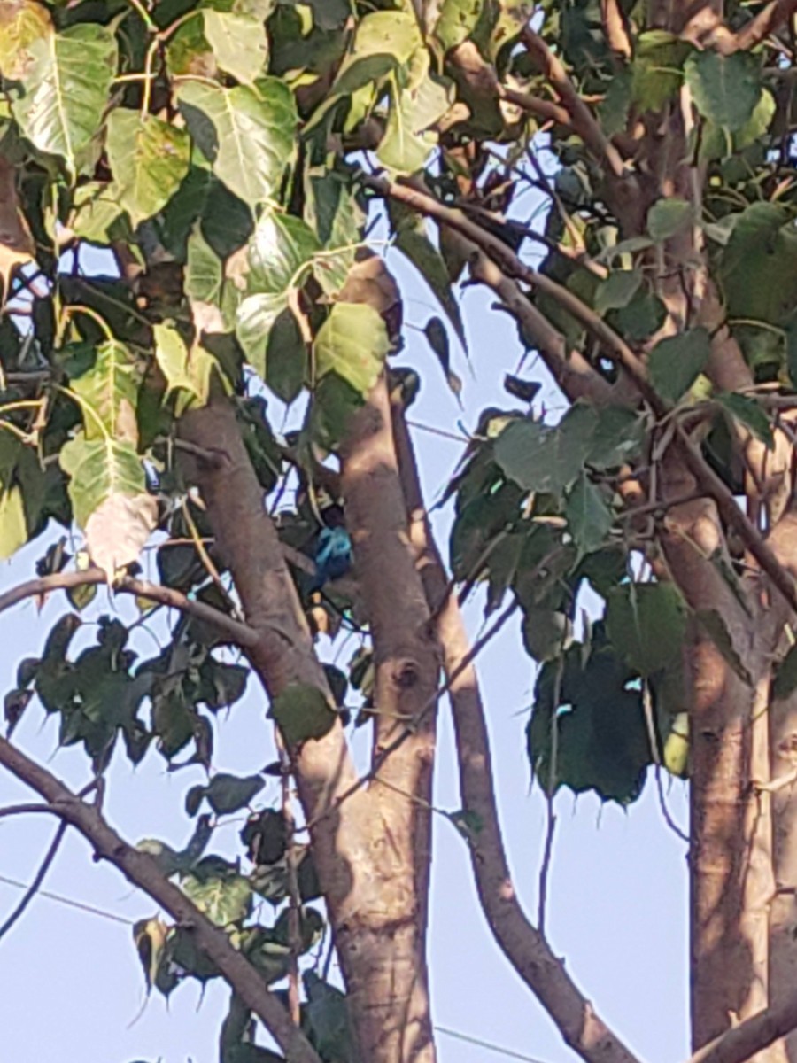 White-throated Kingfisher - Mitul and Vijul Singh