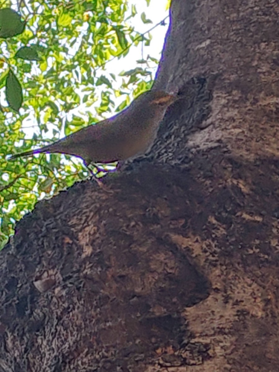 Sulphur-bellied Warbler - ML616974776