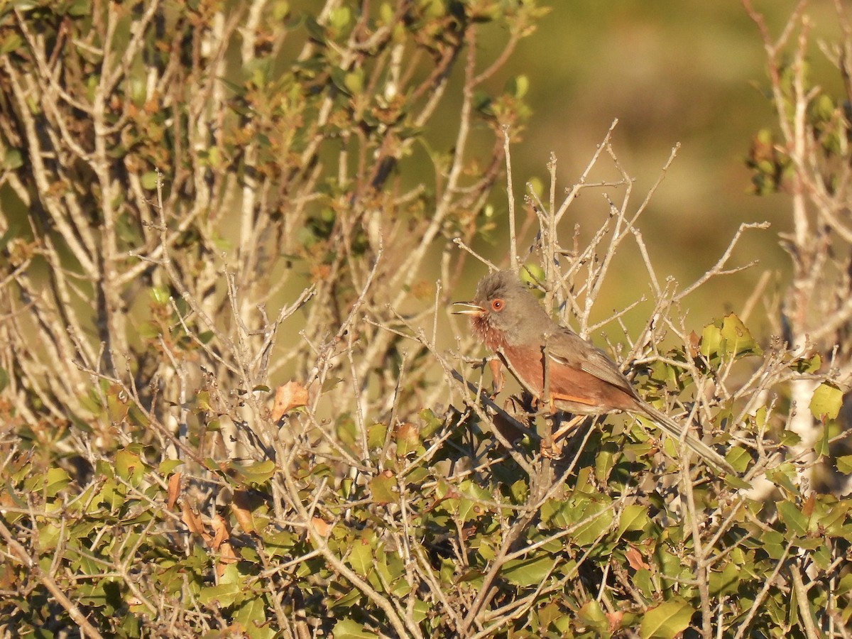 Dartford Warbler - ML616974785