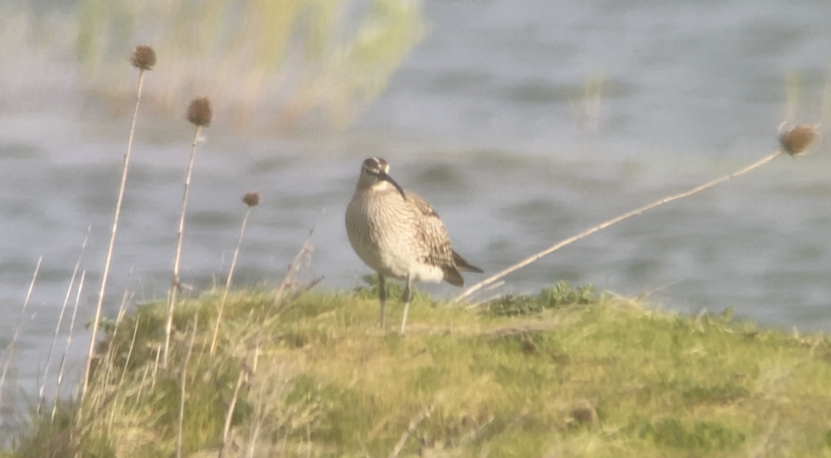 Whimbrel - Ian Sherriffs