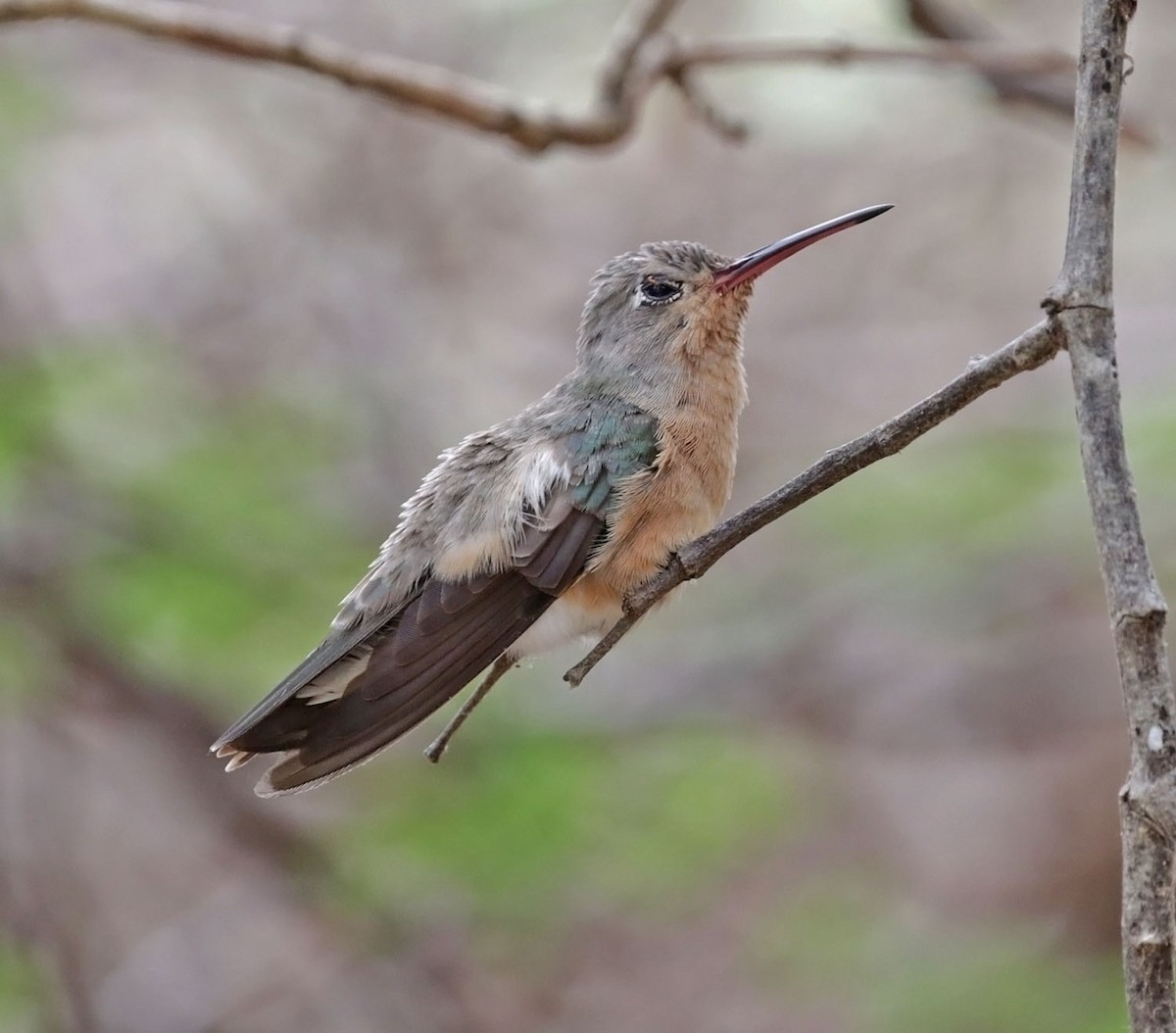 Tarçın Göğüslü Kolibri - ML616974881