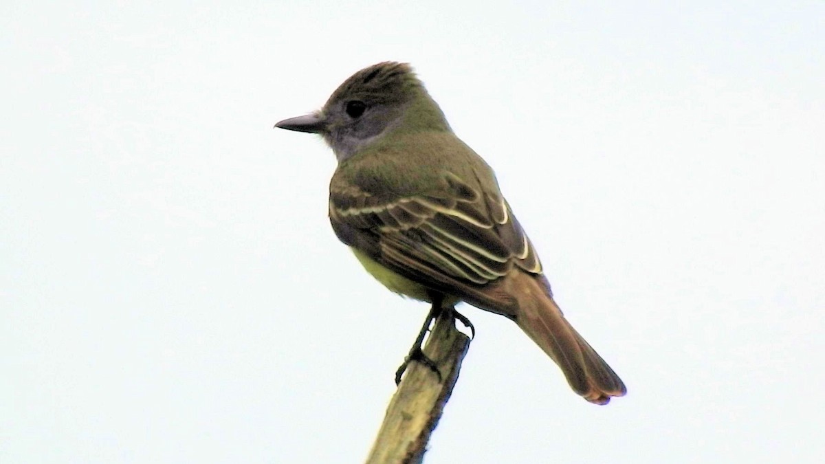 Great Crested Flycatcher - ML61697491