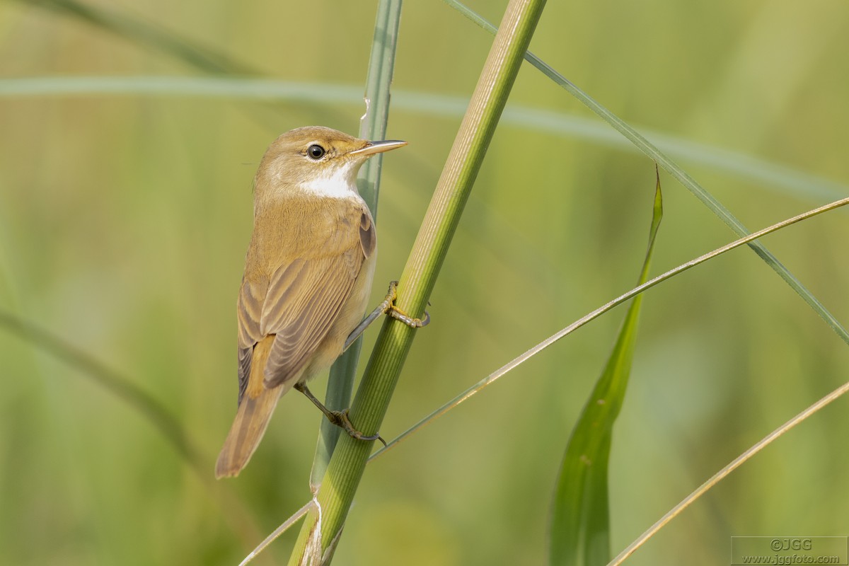 Common Reed Warbler - Javier Gómez González