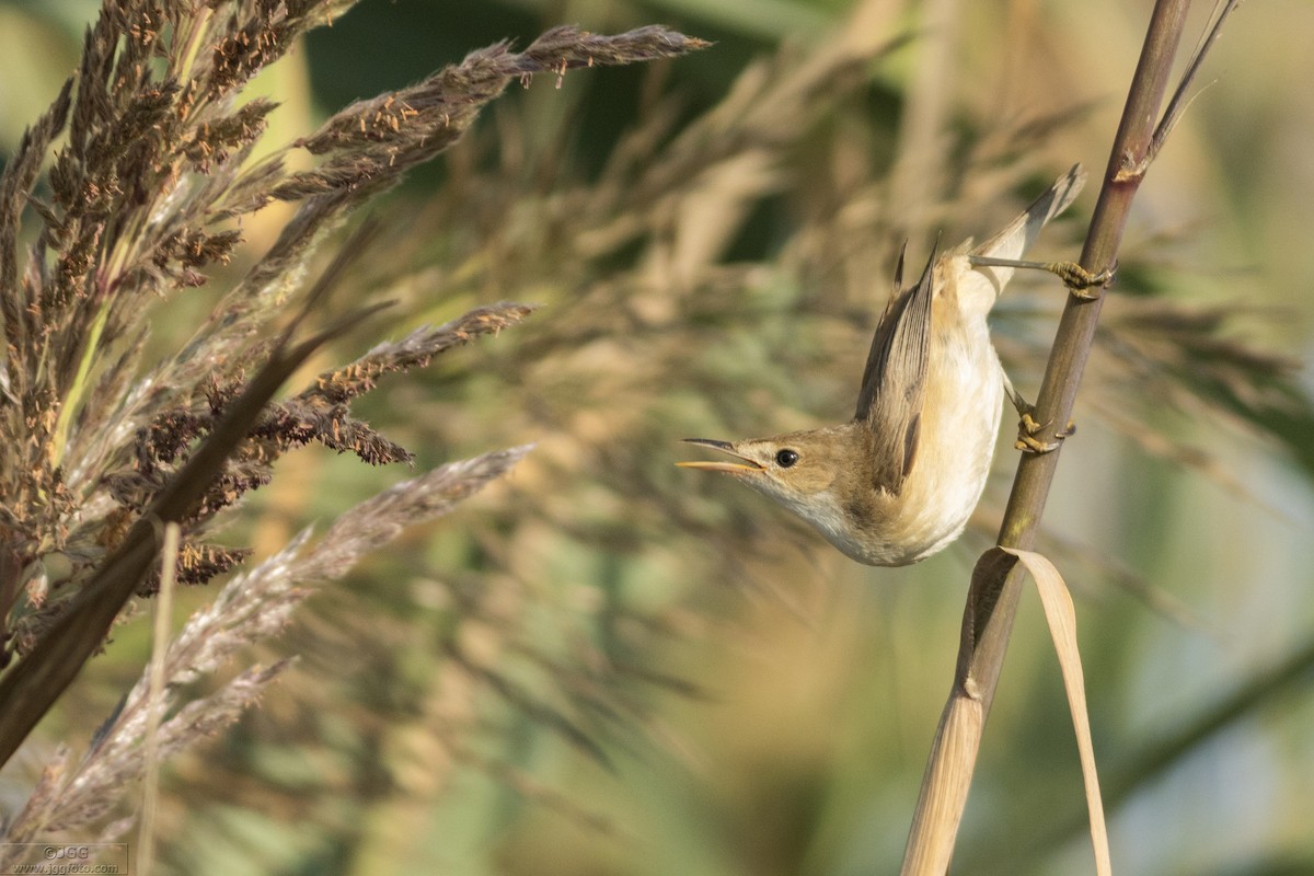 Common Reed Warbler - Javier Gómez González