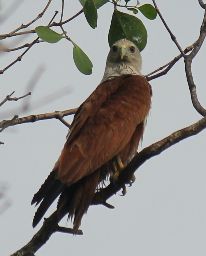 Brahminy Kite - ML616974944