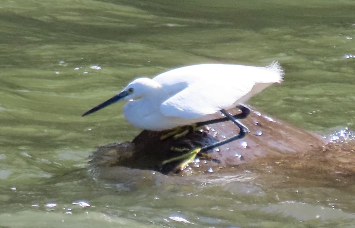 Little Egret - ML616974990