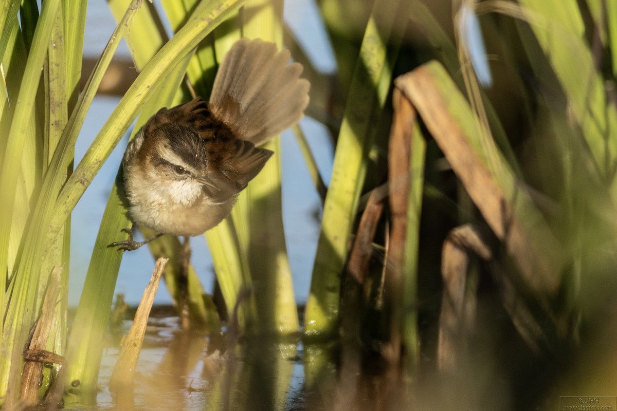 Moustached Warbler - Javier Gómez González