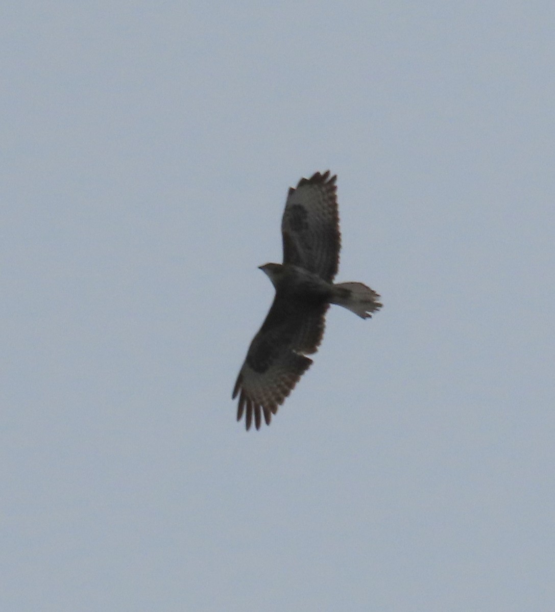 Common Buzzard - ML616974999