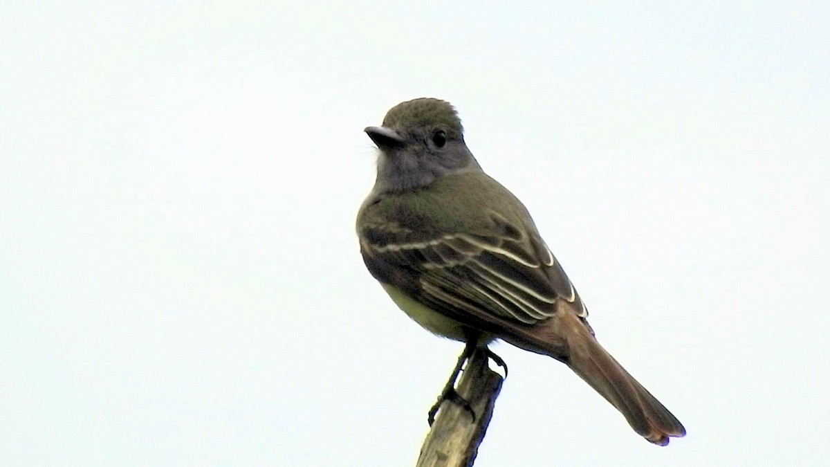 Great Crested Flycatcher - ML61697501