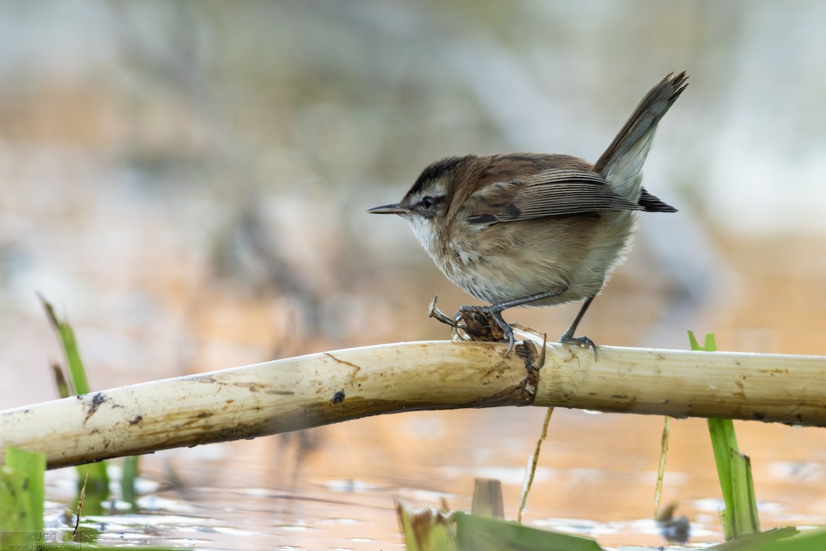 Moustached Warbler - Javier Gómez González