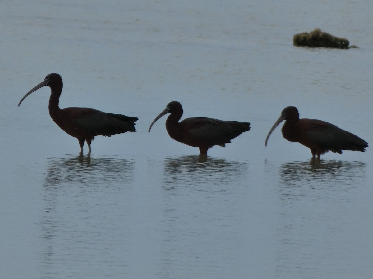 ibis hnědý - ML616975163