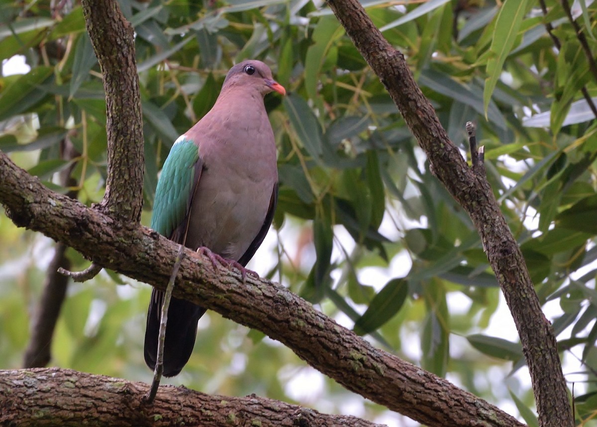 Pacific Emerald Dove - Peter Storer