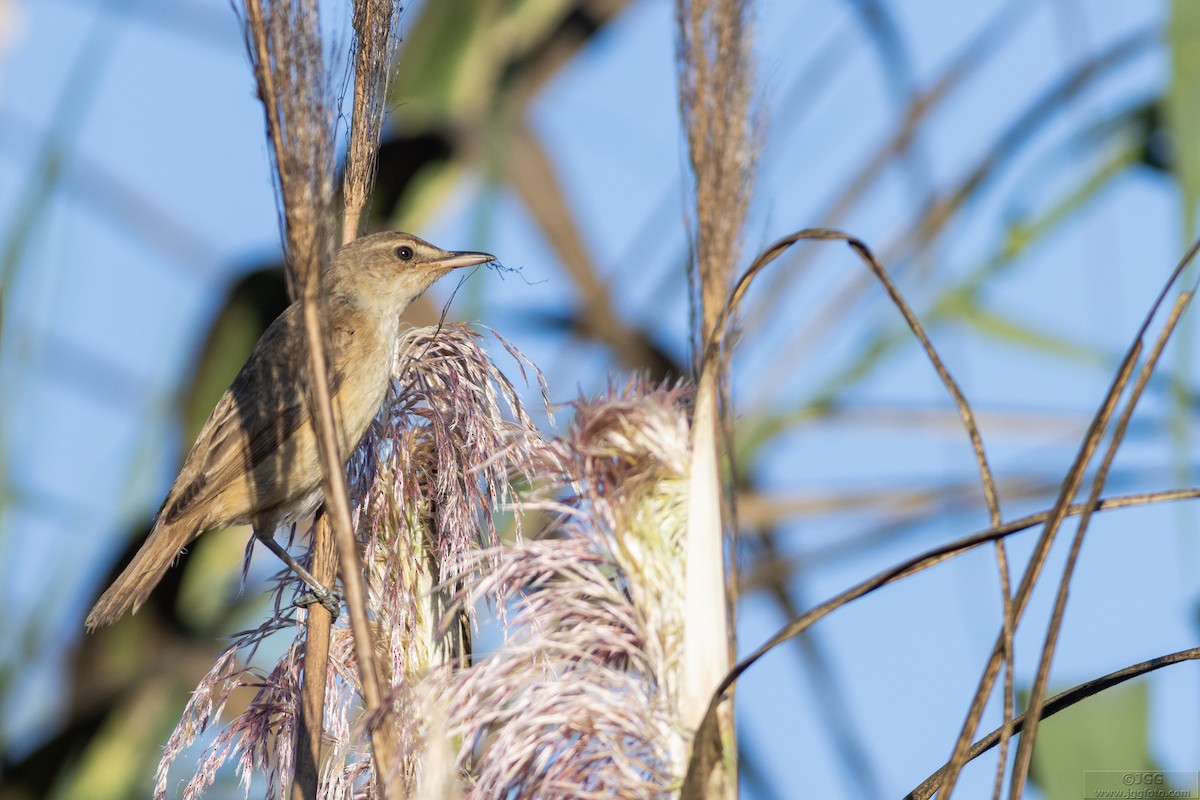 Great Reed Warbler - Javier Gómez González