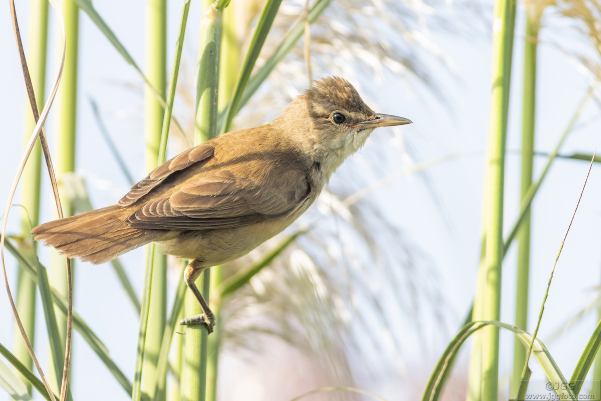 Great Reed Warbler - Javier Gómez González