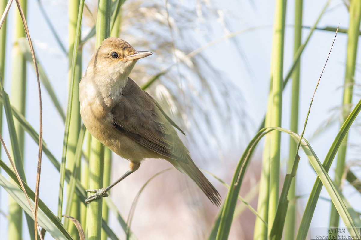 Great Reed Warbler - ML616975200