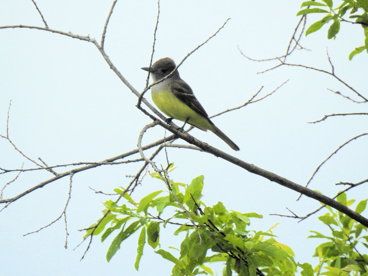 Great Crested Flycatcher - ML61697521