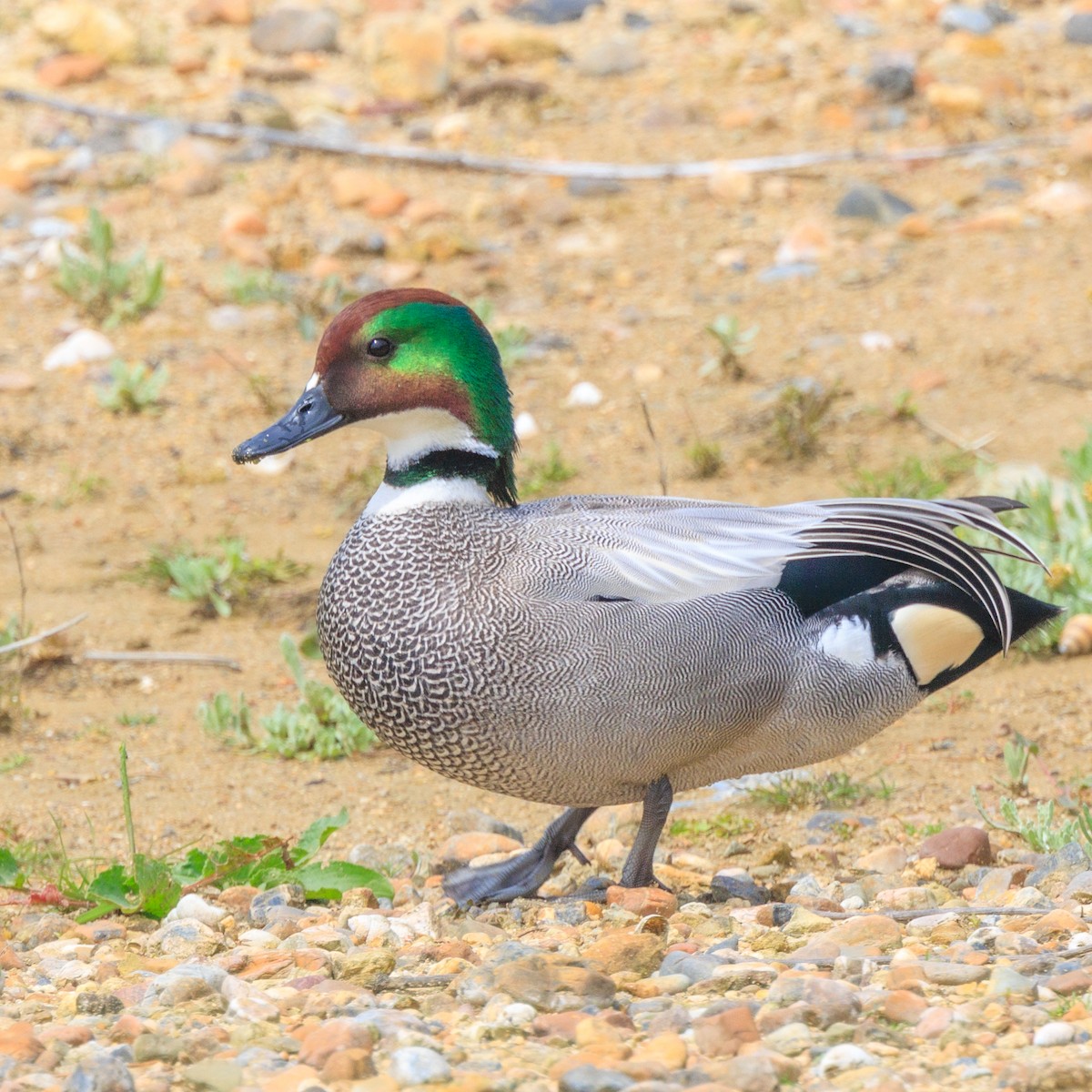 Falcated Duck - ML616975250