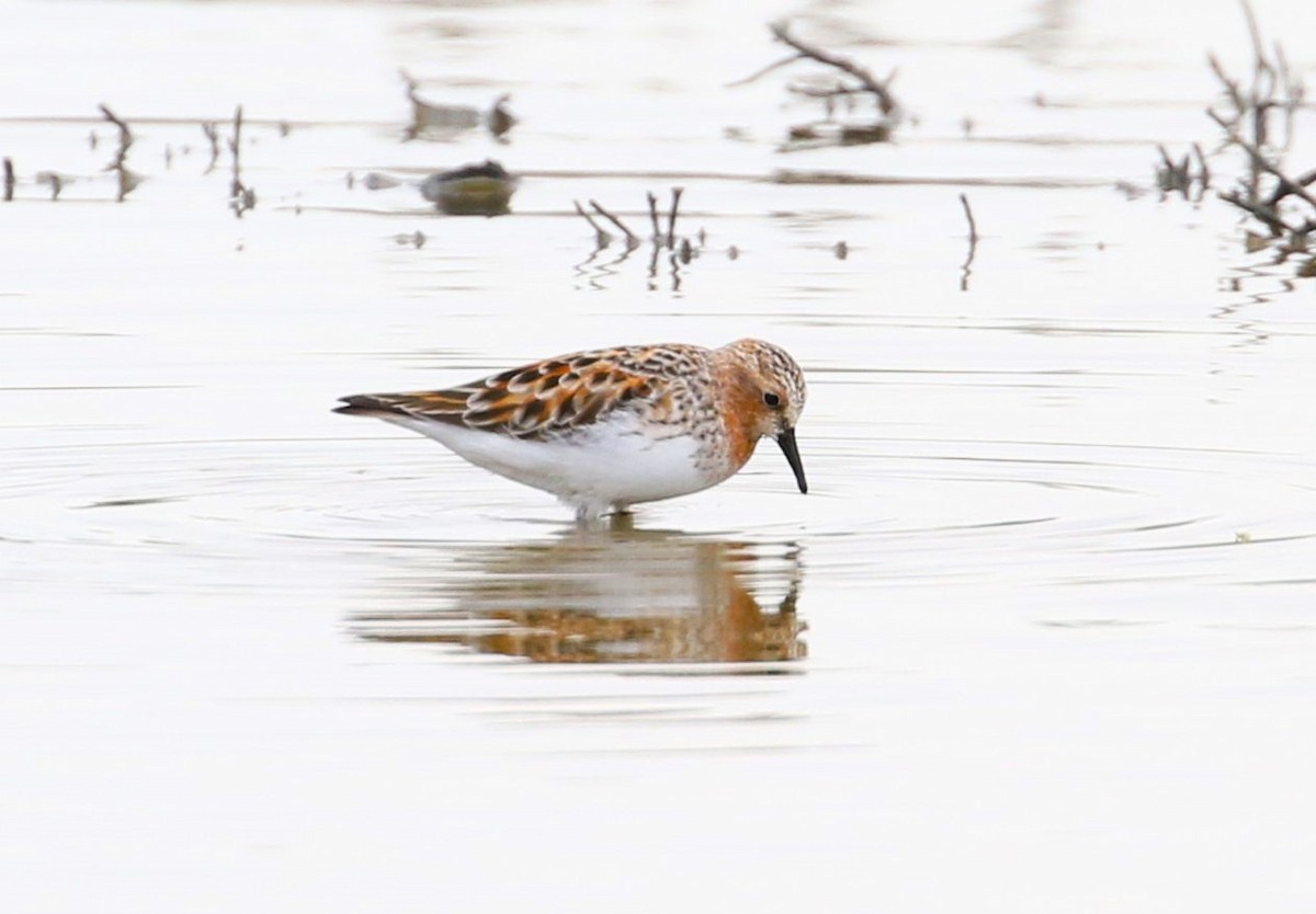 Red-necked Stint - Angus Schmidt