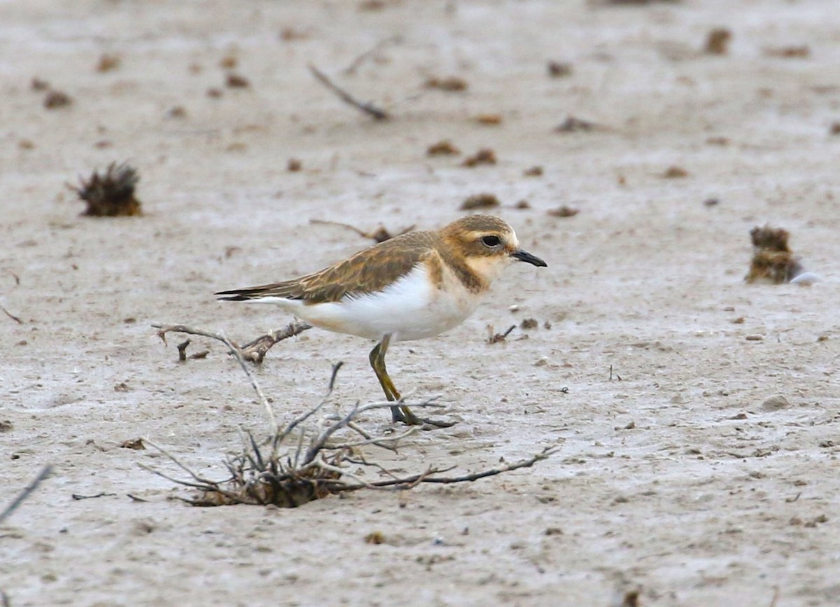 Double-banded Plover - Angus Schmidt