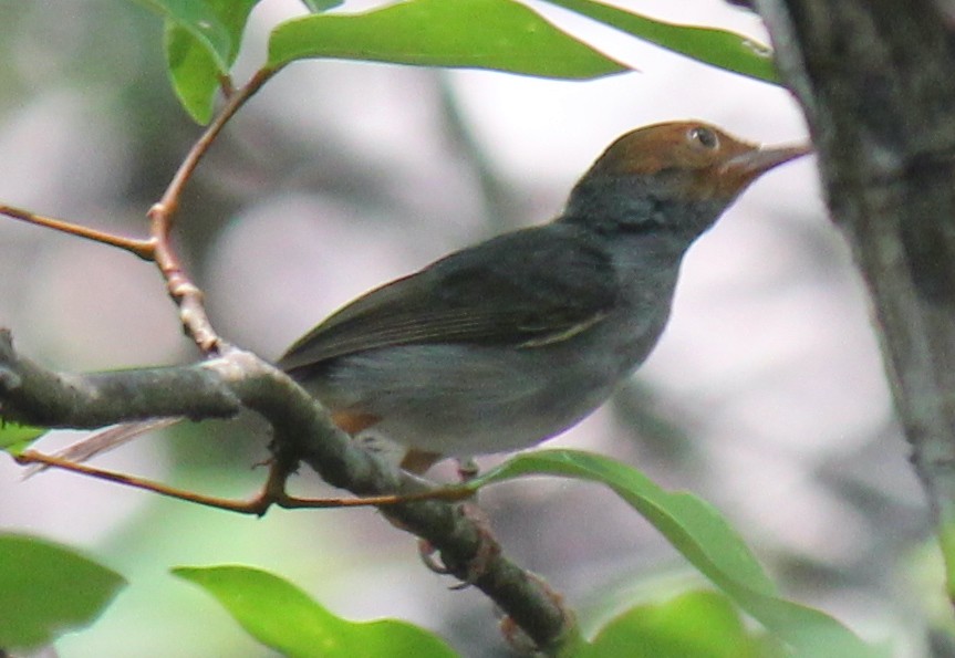 Ashy Tailorbird - ML616975338