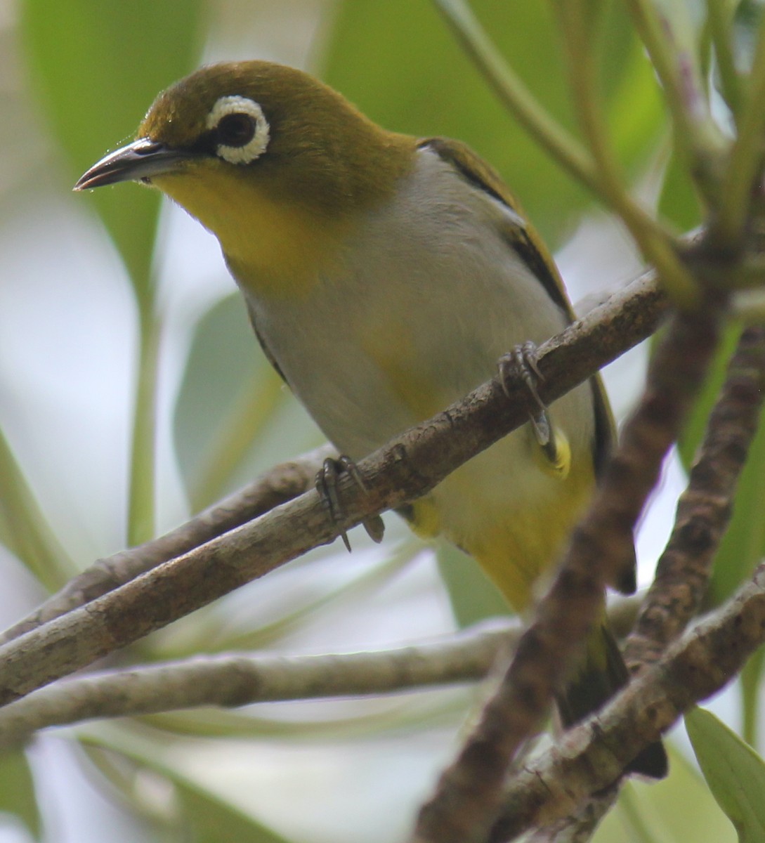 Swinhoe's White-eye - ML616975340