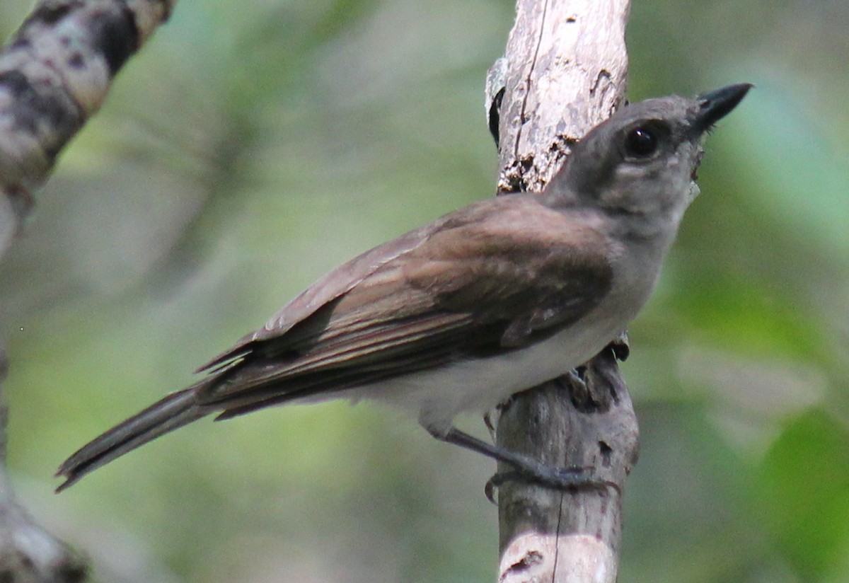 Mangrove Whistler - ML616975342