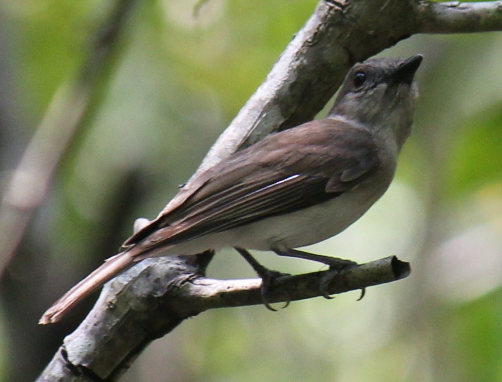 Mangrove Whistler - ML616975344