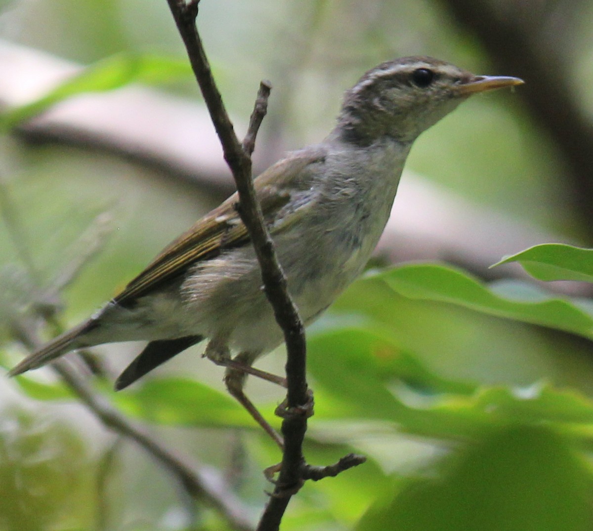 Arctic Warbler - ML616975349