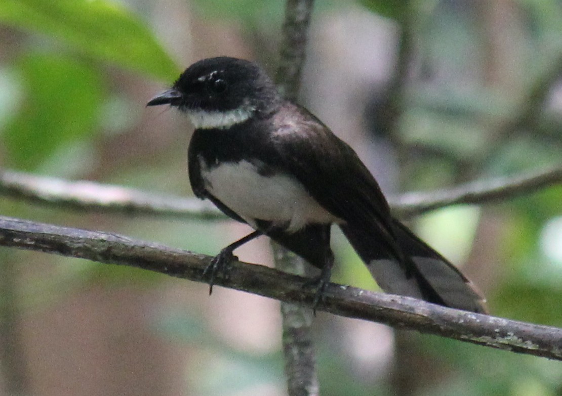 Malaysian Pied-Fantail - Ian McCutcheon