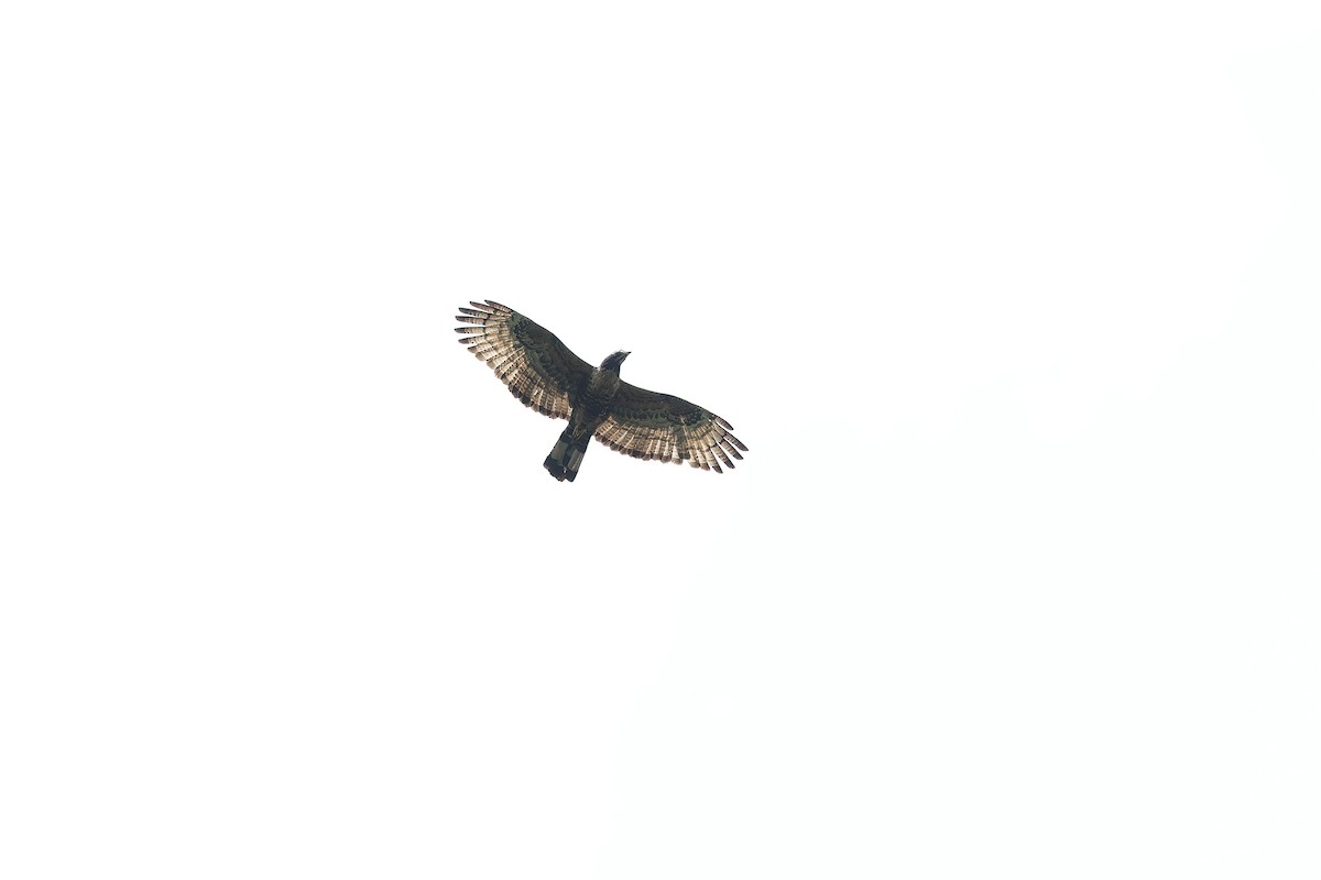 Oriental Honey-buzzard - ML616975354