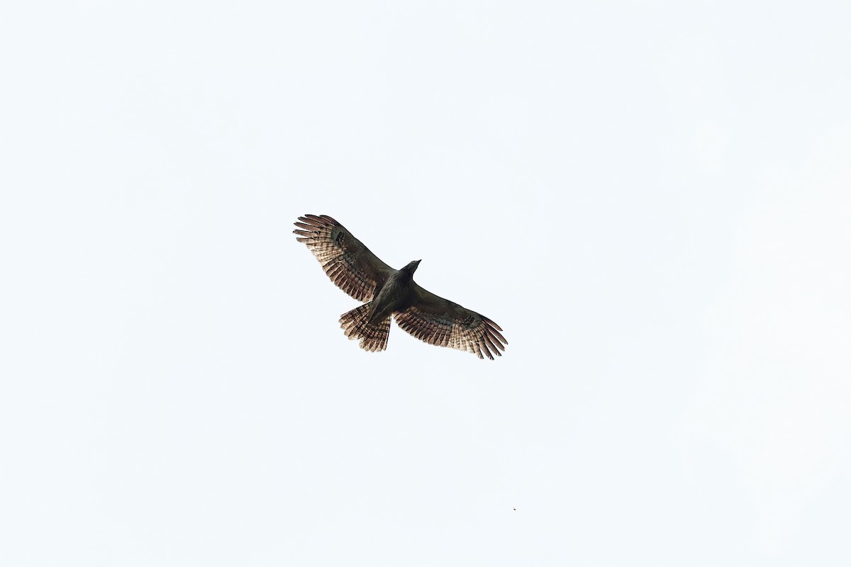 Oriental Honey-buzzard - ML616975361